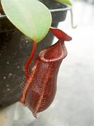 Nepenthes muluensis x lowii